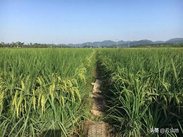 南瓜一亩田能用多少斤尿素:一亩稻田最多能放多少斤尿素？