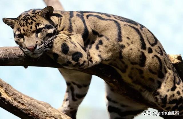 薮猫 口头禅:薮猫，是什么地方的猫咪？
