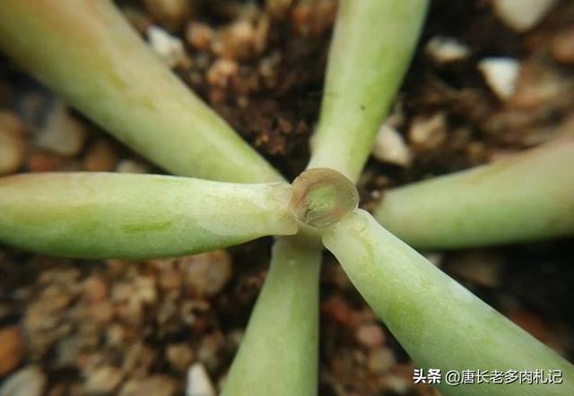 多肉的叶子软了怎么办,多肉植物叶子变软是什么原因？