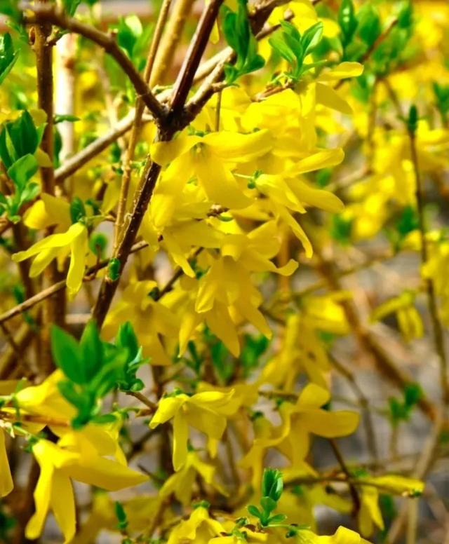 宿根兰花鼠尾草高度:有哪些花卉喜欢碱性的土壤？