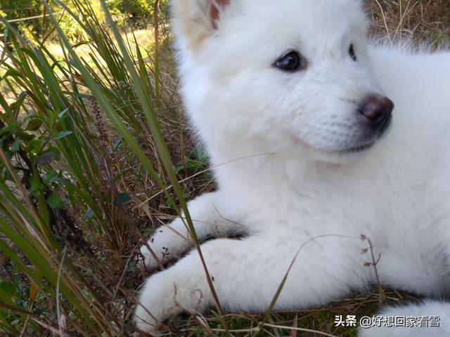 田园犬:如何评价中华田园犬？颜值可以有多高？