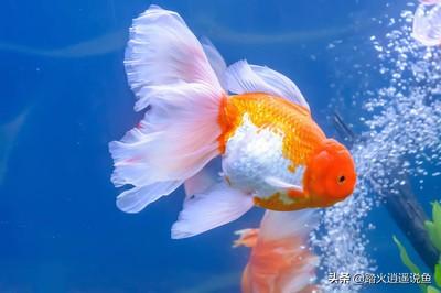 头条问答 泰狮金鱼消化不良需要治疗吗 6个回答