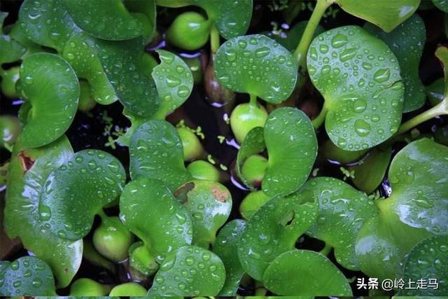 水葫芦的功效与作用，把水葫芦用作净化水体的植物，可不可以