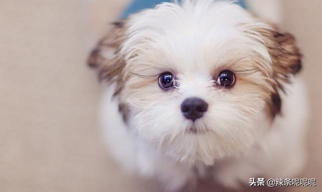 犬传染性气管支气管炎又称:请教有经验的人，狗狗流脓状鼻涕，咳嗽是什么病？