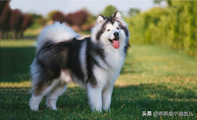 女人和大型狗狗分不开:为什么狗有大型犬和小型犬之分却人没有大型人和小型人之分呢？