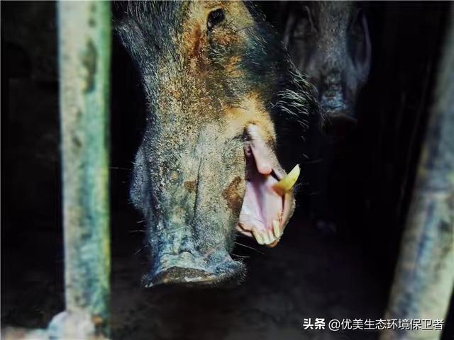 改变世界的犬类全集:东德牧羊犬和西德牧羊犬，到底谁才是犬中之王？有何依据？