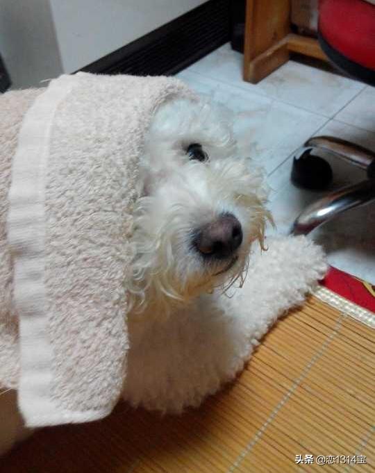 比熊图片:比熊犬的正确饲养方式，有哪些？