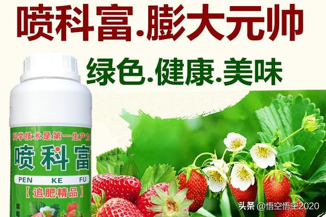 市面上的土豆越来越大，究竟和膨大剂有没有关系？你会吃吗？插图33