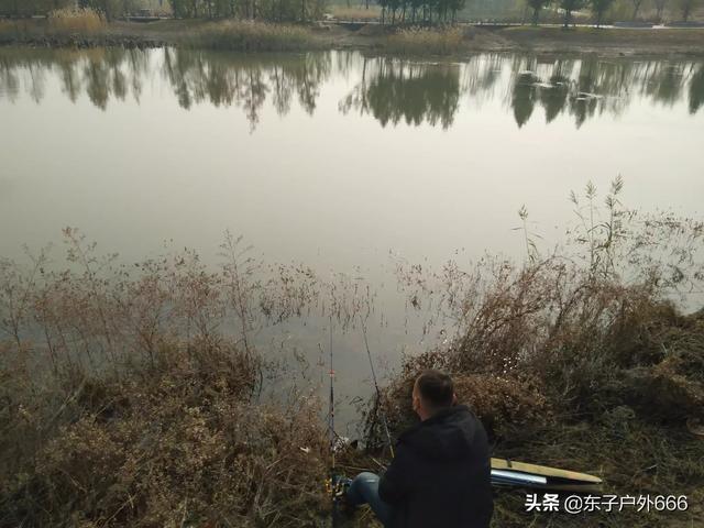 海象鱼不吃食:有一条锦鲤鱼一周左右了，不吃食，活动正常怎么办？