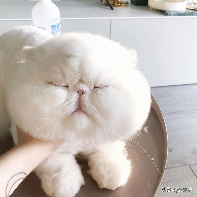 猫不吃雪诗雅罐头:猫咪不吃东西的时候可以吃猫罐头吗？
