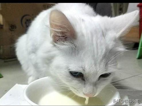 猫包网 购物:新手买到猫之后需要注意什么？要做一些什么？