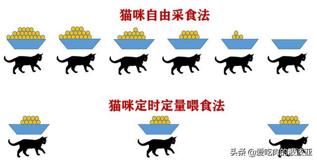 小猫吃什么:哪些食物是猫咪最爱吃的？ 小猫吃什么食物