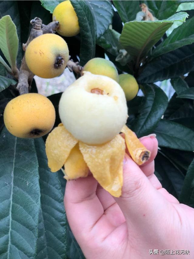 头条问答 枇杷树冬季阳光不充足影响结果吗 陌上花无缺的回答 0赞