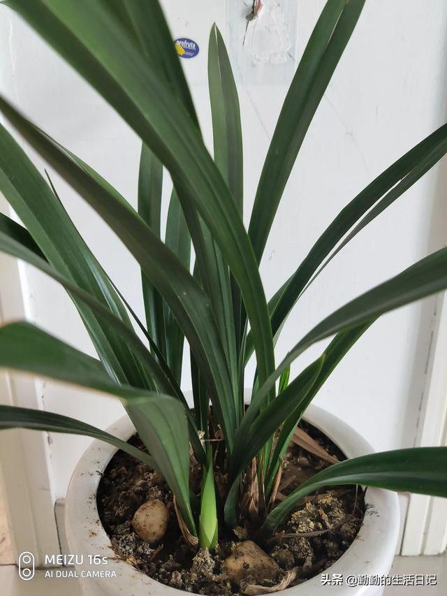 有什么适合室内养的植物,不长虫好打理不需要阳光？