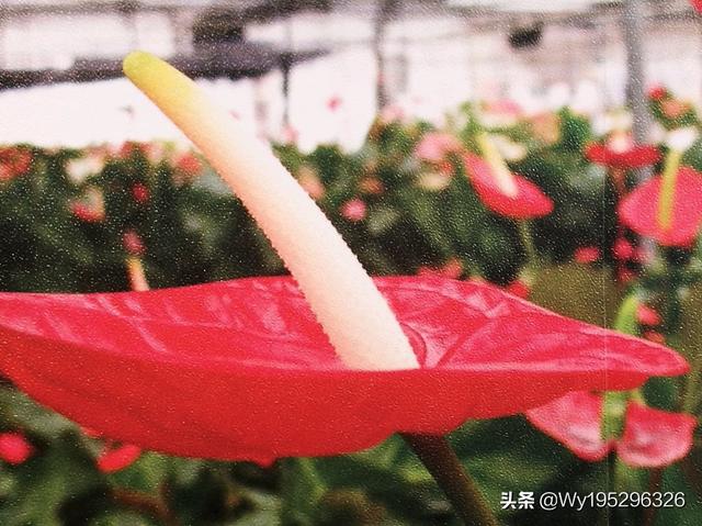 用一句话说说夏天的七八月份有多热？