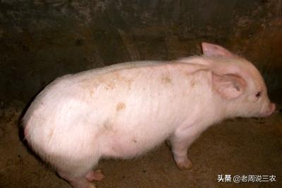 猪的细小病毒症状:母猪得了病毒还能受孕吗？