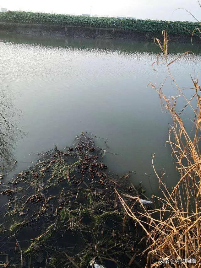 动物之森矛尾鱼雨天大海:肺鱼不吃不喝能睡5年，没有水也能活，它究竟是何方神圣？