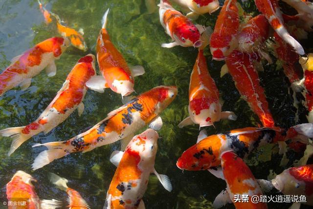 锦鲤鱼:锦鲤的水质怎么样才能变好？