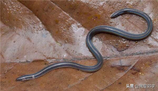 在东北常听老人讲,说他们年青时总会看到叫做驴昼子的蛇,中间粗练头
