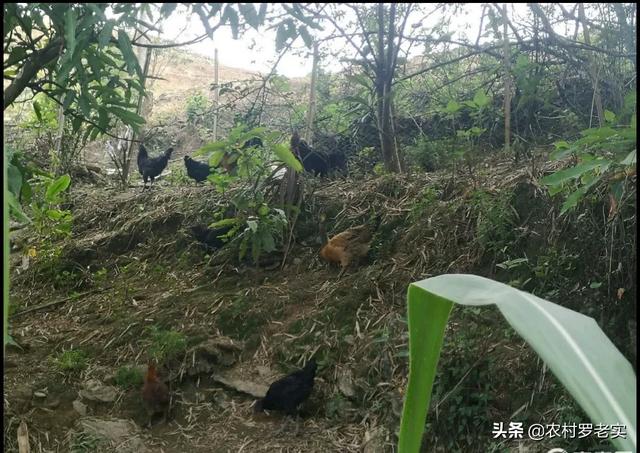 梨树园里养殖什么好:我家是农村的，想回家搞养殖，不知道养什么好？