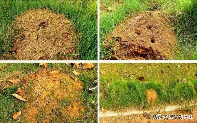 法老蚁咬人:红火蚁屡次杀人！夏季特别活跃，被咬了怎么办？