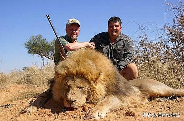 动物园安第斯山猫:陆地肉食动物排名靠前的都有哪些？