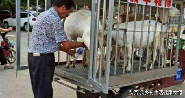 农户舍饲养羊配套技术:农村养羊，没有草场，如果圈养怎样才能降低成本，增加收入？