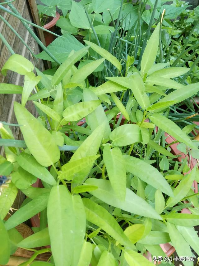 头条问答 - 种植的空心菜现在叶子发黄了是怎么回事?(6个回答)