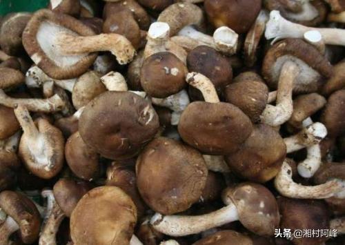 地皮菇可以种植吗，怎样栽培各类优质高产蘑菇