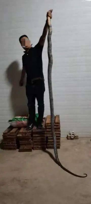 帝皇眼镜蛇王养殖:帝皇眼镜蛇王图片 云南一村民，在鱼塘发现4米长眼镜王蛇，为啥不让它爬上岸呢？