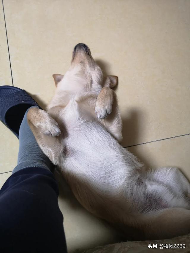 田园犬:在中国不受欢迎的土狗，在国外受欢迎吗？理由是什么？ 田园犬智商排名