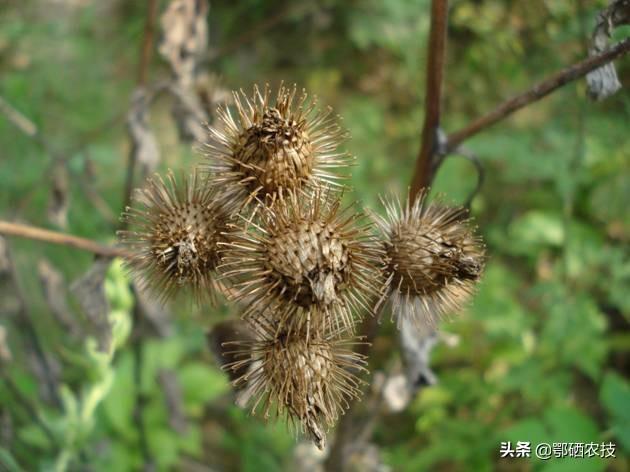 头条问答 牛蒡的如何种植才能高产 鄂硒农技的回答 0赞