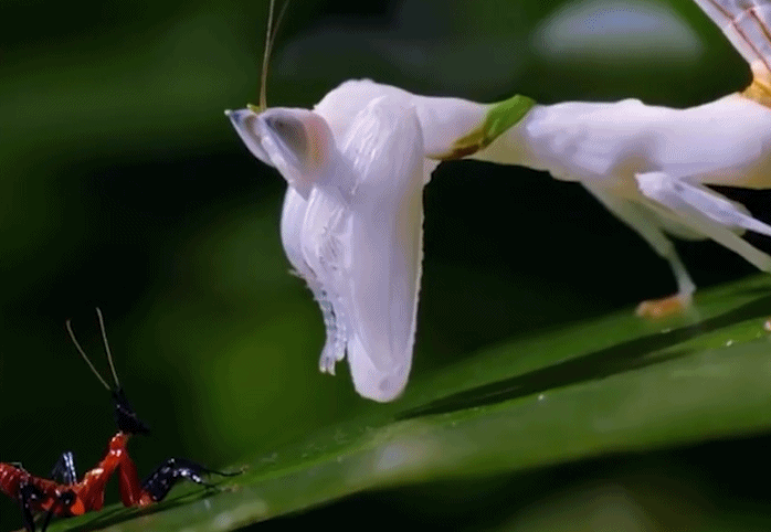 螳螂的种类，我想要养螳螂，有什么容易养的，漂亮的螳螂吗