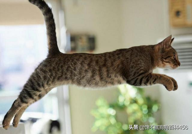 花狸猫娱乐社区:为什么养狸花猫的人不多？狸花猫有什么缺点吗？