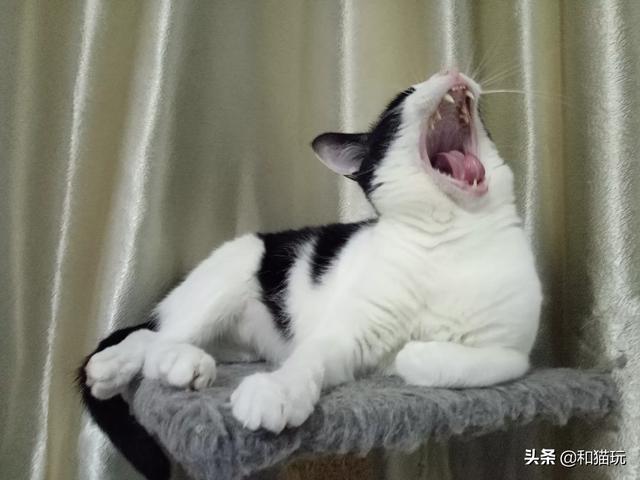 超级狗狗图片:大家来晒一晒你的宠物最萌的照片吧？ 播放汪汪队超级狗狗图片