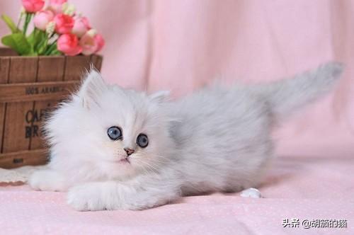 猫癣会传染大猫吗:猫癣不治会怎样，猫癣不治疗会怎么样？