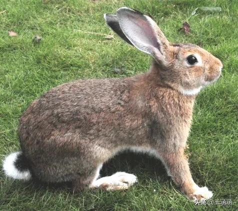 比利时肉兔:如何引进菜野兔以及如何养殖菜野兔？