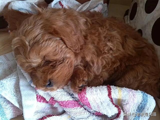 小金毛犬图片:小金毛犬图片大全 小金毛犬得细小有什么症状？