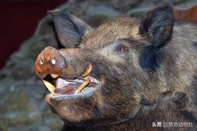 罗得西亚背脊犬打野猪视频:罗德西亚背脊犬怕寒冷十度吗？