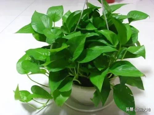 刚种的小叶桢楠树苗叶子发蔫:虎皮兰新发出来的小叶片枯了是怎么回事？
