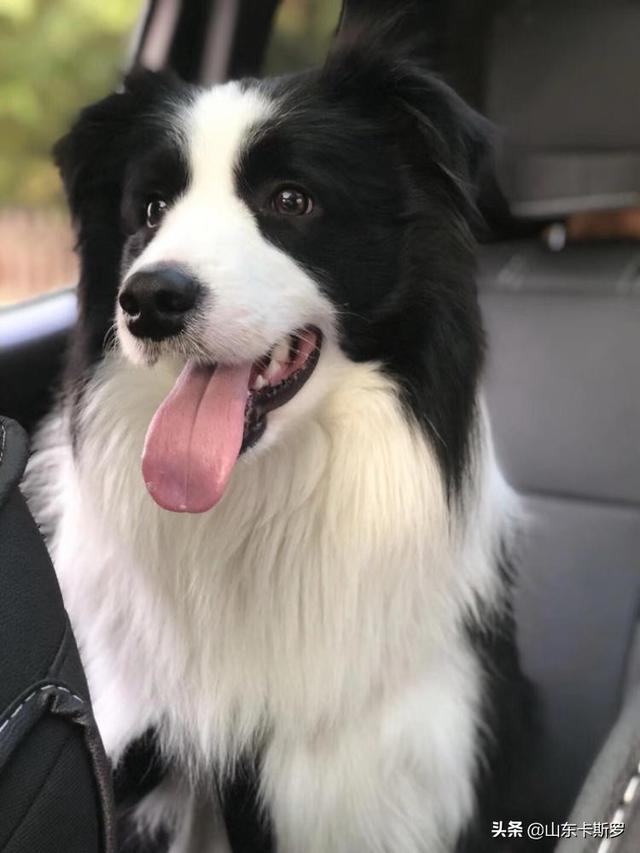 巨贵犬吃什么长得大:巨贵犬到处掉毛怎么办，巨贵犬掉很多毛吃什么？ 巨贵犬吃什么能长得胖点
