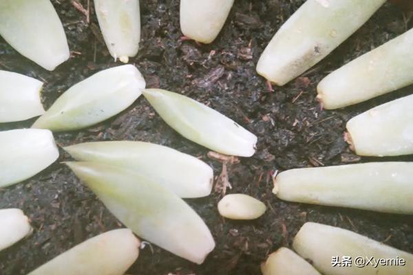 千佛手:像是佛祖无数的手，多肉千佛手如何养殖？