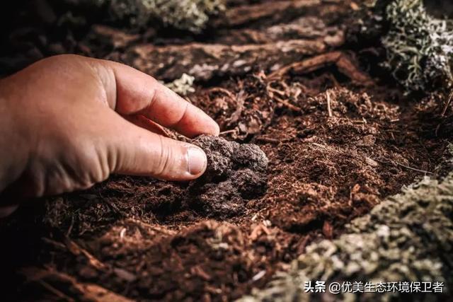 松露种植:黑松露了解吗，找黑松露地面怎么识别？