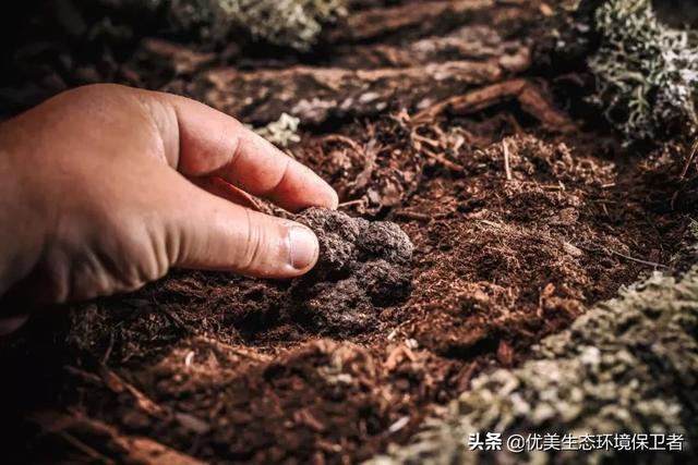 黑松露到底有多贵，黑松露了解吗，找黑松露地面怎么识别