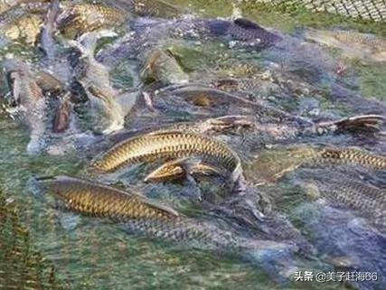 鱼会吃观赏植物吗?:淡水鱼塘什么动物吃腐蚀性植物？