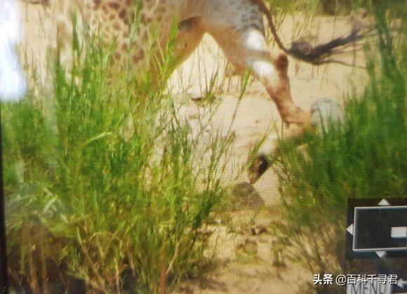草原狒狒解说:食草动物之一的长颈鹿有没有天敌？