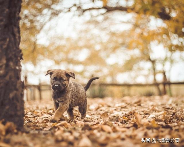 济南发布养犬通告规定什么:不文明养犬出新招，济南已有小区试点自治管理, 你怎么看？