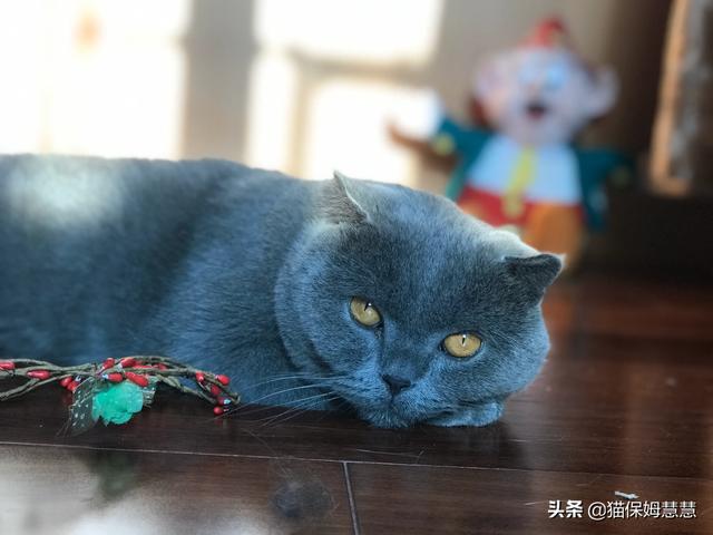 悟空问答- 为什么猫要要在衣服上撒尿？(6个回答)