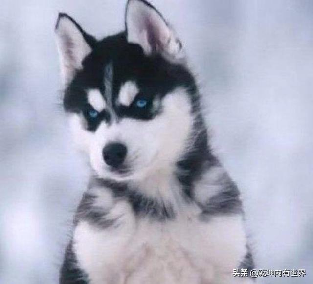 哈士奇幼犬视频2个月大:两个月大哈士奇老睡觉怎么回事？
