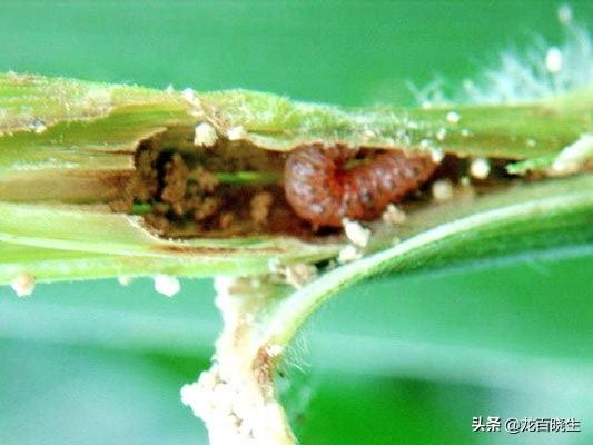 玉米螟用什么药最好，玉米在生长阶段发现有钻心虫，有什么好的解决办法吗